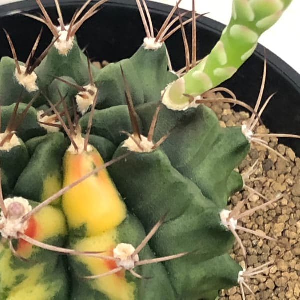 園芸ネット本店｜ギムノカリキウム：翠晃冠錦（スイコウカンニシキ