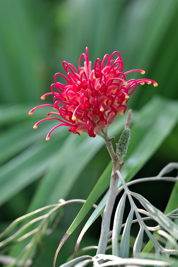 園芸ネット本店｜グレビレア：バンクシー 8号鉢植え の通販【公式】