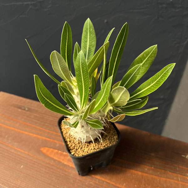 園芸ネット本店｜パキポディウム：ホロンベンセ3号鉢植え* の通販【公式】