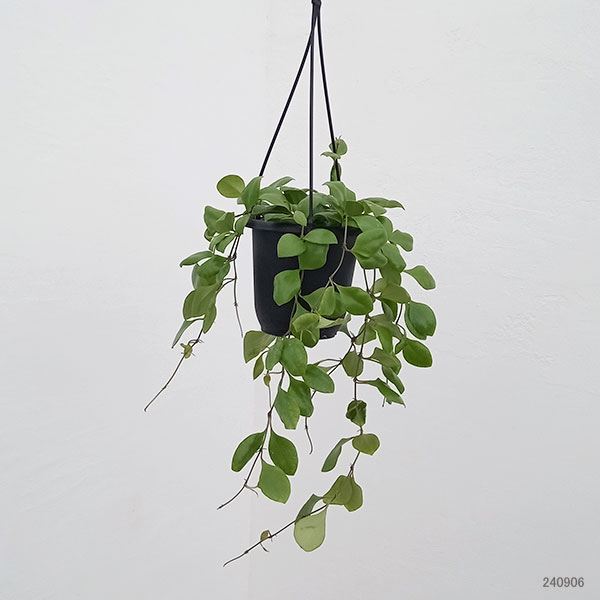 園芸ネット本店｜ホヤ：ルカーデンシア 4号吊り鉢 の通販【公式】