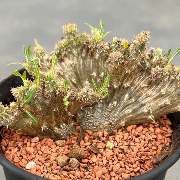 園芸ネット本店｜パキポディウム：グラキリス 綴化 3号鉢24-01 の通販