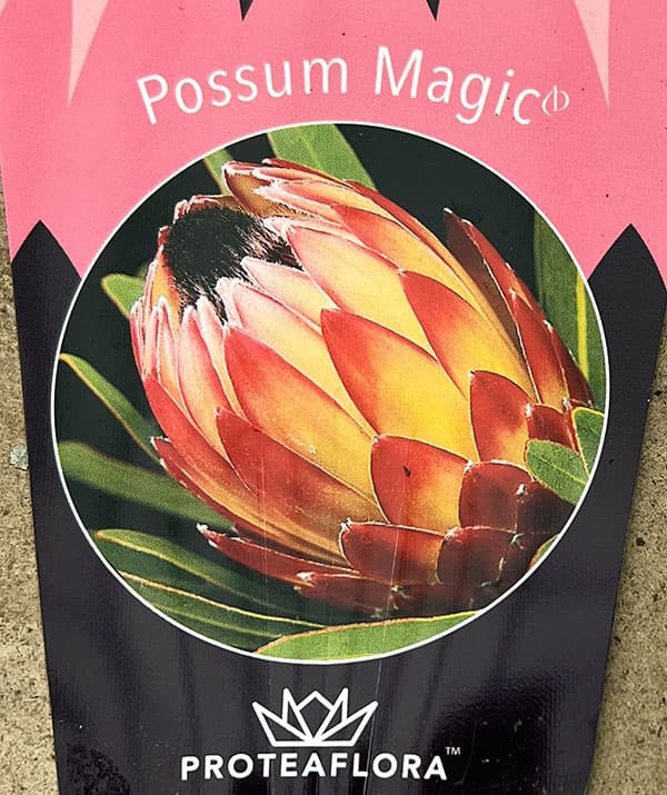 園芸ネット本店｜[ザ・ファームセレクト]プロテア：ポッサムマジック 7