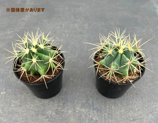 園芸ネット本店｜サボテン：王冠竜 2.5号 の通販【公式】