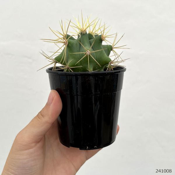 園芸ネット本店｜サボテン：王冠竜 2.5号 の通販【公式】