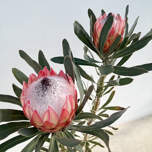 園芸ネット本店｜[ザ・ファームセレクト]プロテア：ポッサムマジック 7