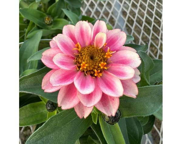 園芸ネット本店｜[26年5月中下旬予約]ジニア：ベリーズ ピンクラグーン