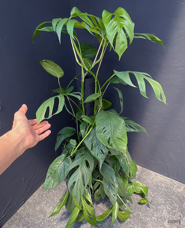 園芸ネット本店｜[ザ・ファームセレクト]エピプレムヌム：セブブルー