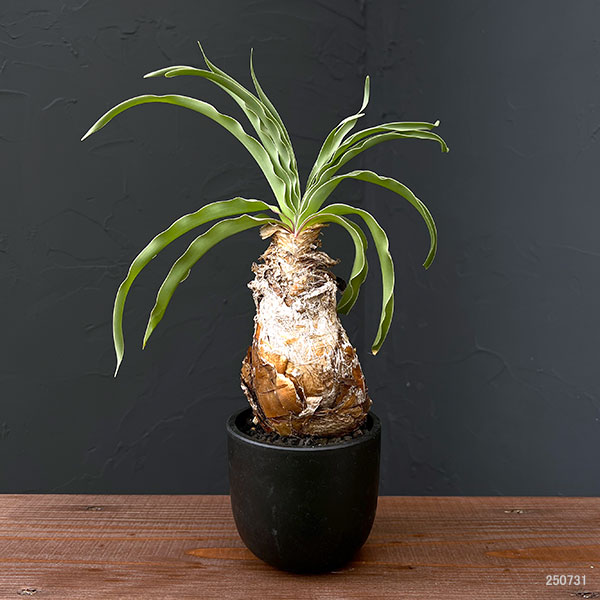 園芸ネット本店｜ブーファン：ディスティチャ 4号鉢植え* の通販【公式】