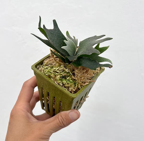 園芸ネット本店｜[ザ・ファームセレクト]ビカクシダ（コウモリラン