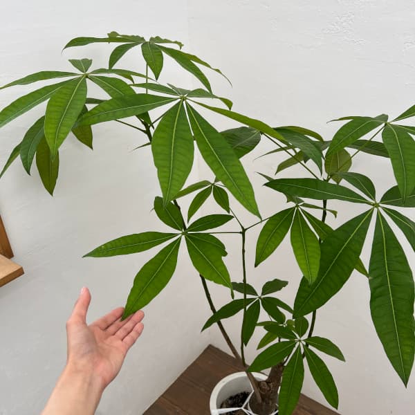 園芸ネット本店｜パキラ：グラブラ （実生株） 8号25-01 の通販【公式】