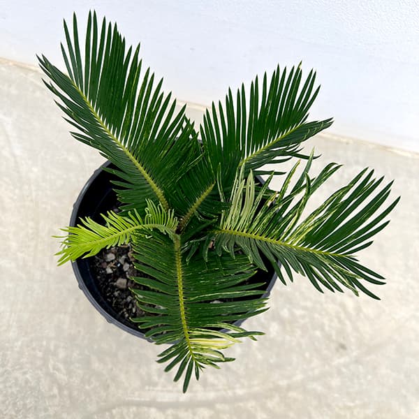 園芸ネット本店｜[ザ・ファームセレクト]ソテツ：斑入りソテツ 7号25