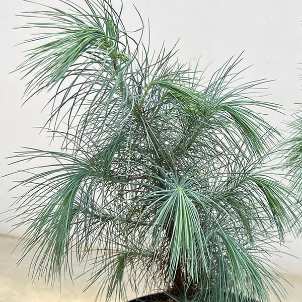 園芸ネット本店｜マツ：マルチネスピニョンマツ 8号鉢植え の通販【公式】