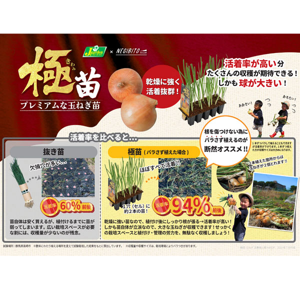 園芸ネット本店｜玉ねぎプラグ苗：極苗：白玉ねぎ サラダ向き 超サラダ