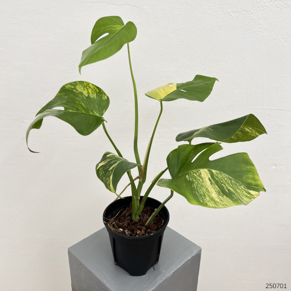 園芸ネット本店｜モンステラ：ボルシギアナオーレア（黄斑） 5号鉢植え