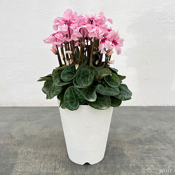 園芸ネット本店｜シクラメン：イリュージア ピンクラテ4号鉢植え* の