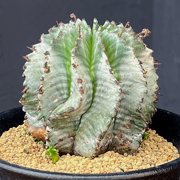 園芸ネット本店｜[ザ・ファームセレクト]ユーフォルビア：ホリダ（実生