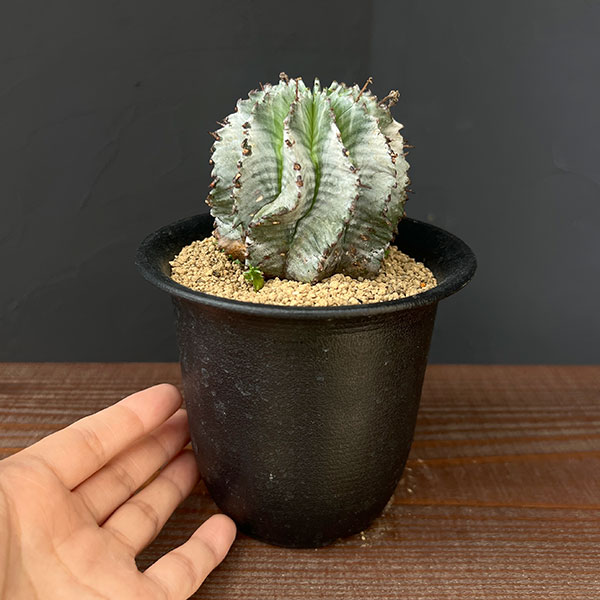 園芸ネット本店｜[ザ・ファームセレクト]ユーフォルビア：ホリダ（実生