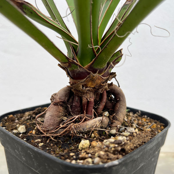 園芸ネット本店｜ユッカ：カルネロサーナ（根上がり仕立て） 4号鉢植え