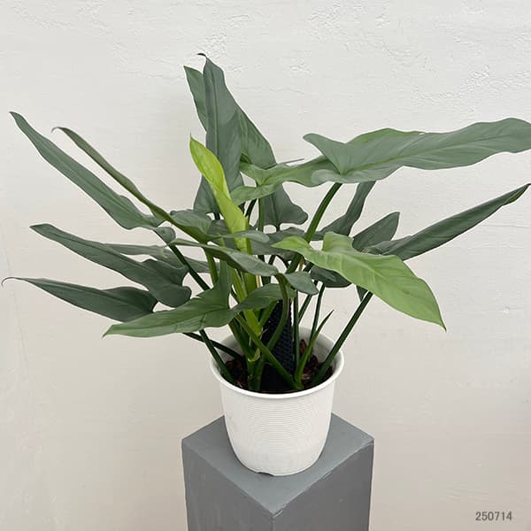 園芸ネット本店｜フィロデンドロン：シルバーメタル 7号鉢植え の通販