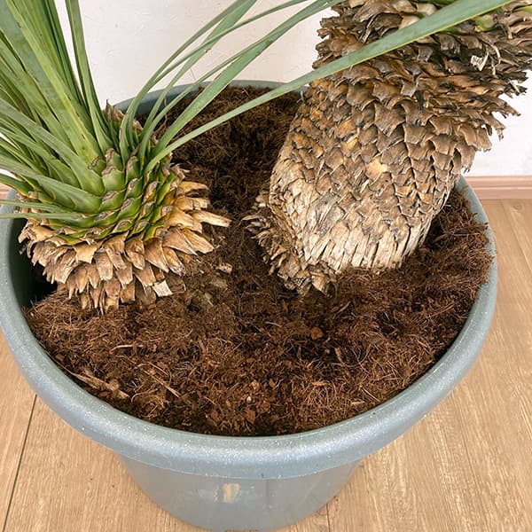 園芸ネット本店｜ユッカ：ロストラータ ブルー＆ブルー（多頭）40cm