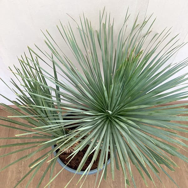 園芸ネット本店｜ユッカ：ロストラータ ブルー＆ブルー（多頭）40cm