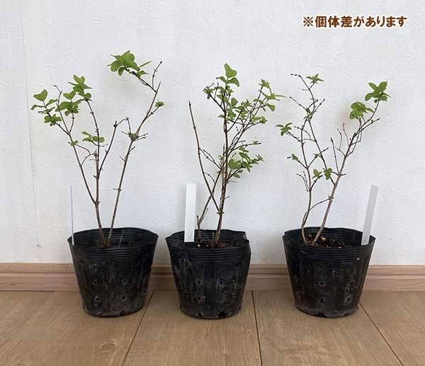 園芸ネット本店｜ハスカップ（ハニーベリー）：ジュガナ5号ポット の