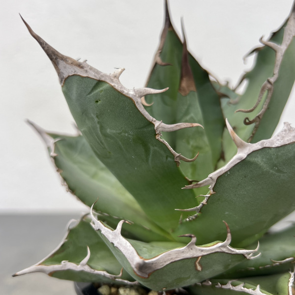 園芸ネット本店｜アガベ：チタノタ 山亀 4号鉢植え の通販【公式】