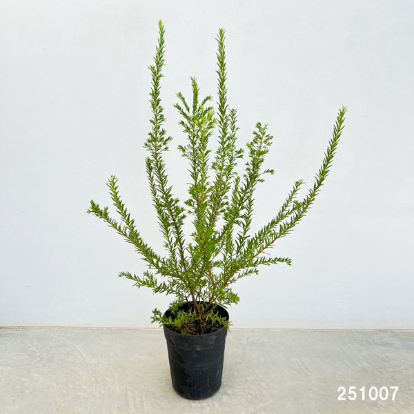 園芸ネット本店｜グレビレア：ジュビリー 6号鉢植え の通販【公式】