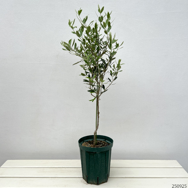 園芸ネット本店｜オリーブ：ネバティロブランコ 5号ポット** の通販