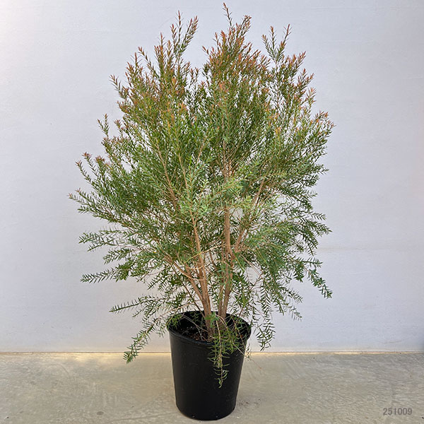 園芸ネット本店｜メラレウカ：レッドジェム8号鉢植え の通販【公式】