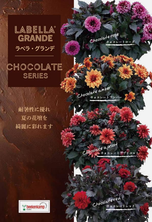 園芸ネット本店｜ダリア：ラベラ・グランデ チョコレートアプリコット