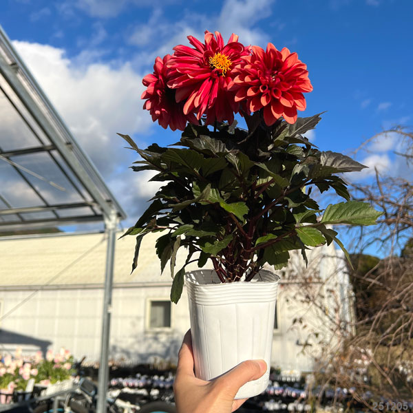 園芸ネット本店｜ダリア：ラベラ・グランデ チョコレートアプリコット