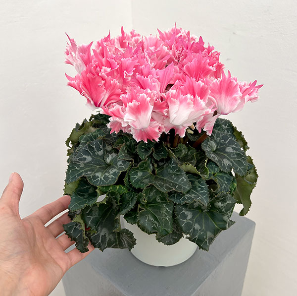 園芸ネット本店｜シクラメン：ファイヤーエンジェル5号鉢植え の通販