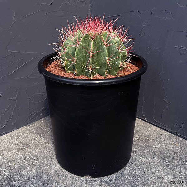 園芸ネット本店｜フェロカクタス：赤鳳 8号鉢植え の通販【公式】