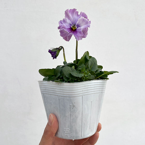 園芸ネット本店｜パンジー：フェデネージュ トイプー3-3.5号ポット 3株