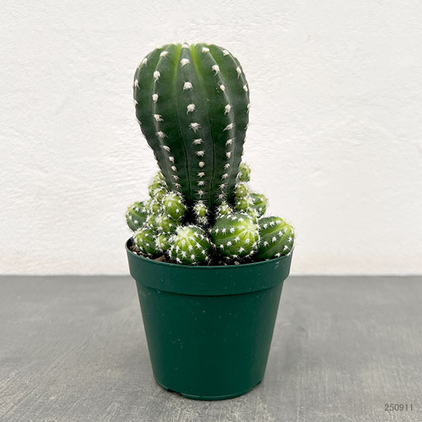 園芸ネット本店｜サボテン：エキノプシス フォルモーサ 3号硬質ポット