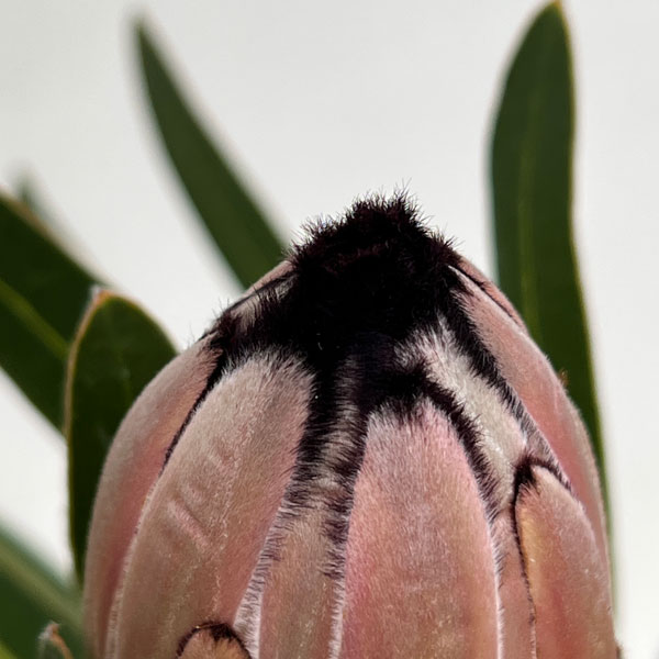 園芸ネット本店｜プロテア：ピンクミンク 7号鉢植え の通販【公式】