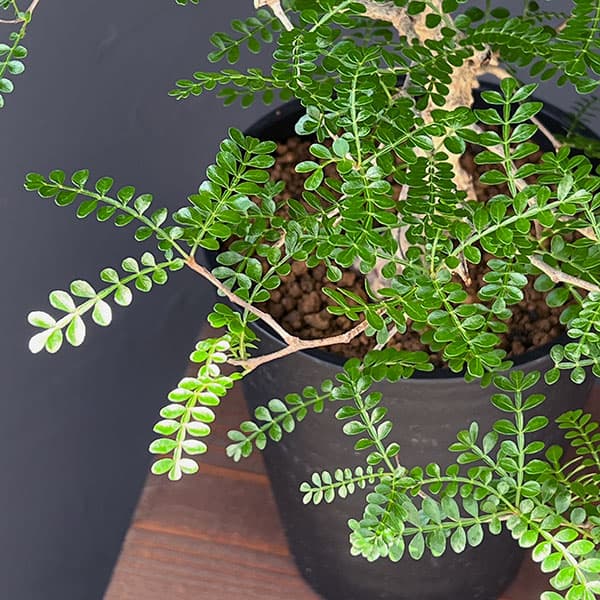 園芸ネット本店｜オペルクリカリア：パキプス（実生株） 5号鉢植え の