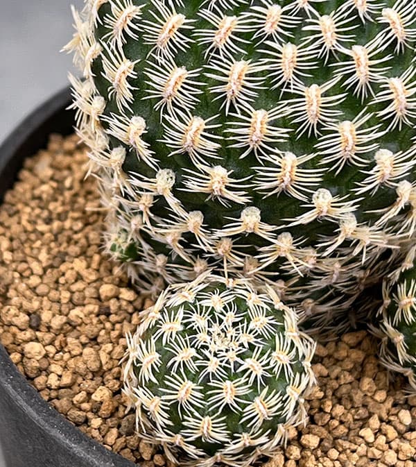 園芸ネット本店｜スルコレブチア：アルビッシマソリシオイデス（KK1838