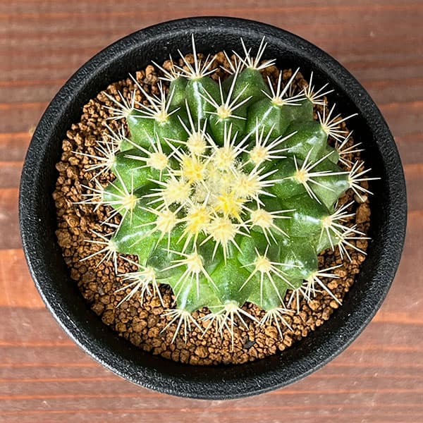 園芸ネット本店｜サボテン：福袋Aセット の通販【公式】