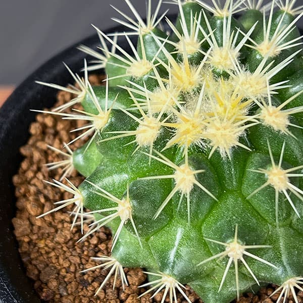 園芸ネット本店｜サボテン：福袋Aセット の通販【公式】