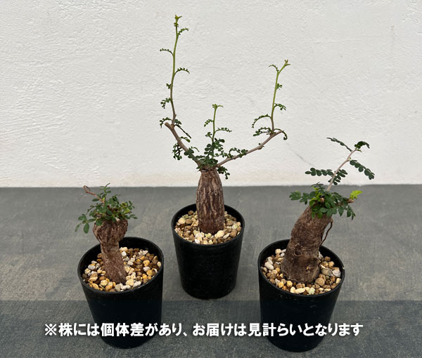 園芸ネット本店｜オペルクリカリア：パキプス（根挿し株）Mサイズ 2.5