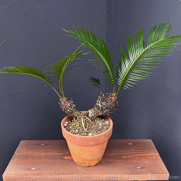園芸ネット本店｜ソテツ（蘇鉄）6号陶器鉢25-02 の通販【公式】