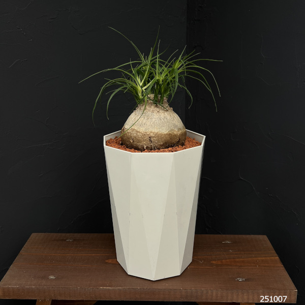 園芸ネット本店｜トックリラン 7号鉢植え25-01 の通販【公式】