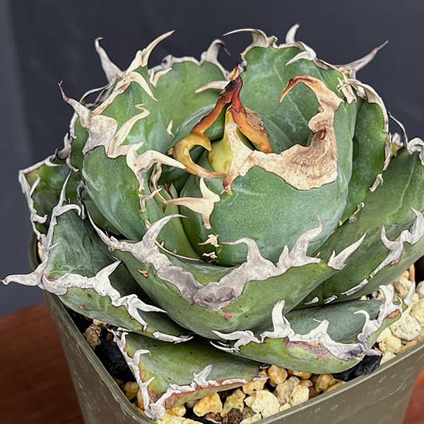 園芸ネット本店｜アガベ：チタノタ 白鯨 3号鉢植え25-05 の通販【公式】