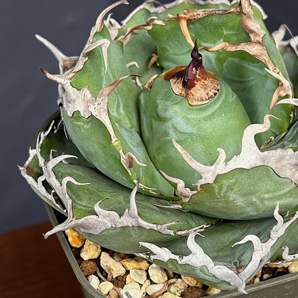 園芸ネット本店｜アガベ：チタノタ 白鯨 3号鉢植え25-06 の通販【公式】