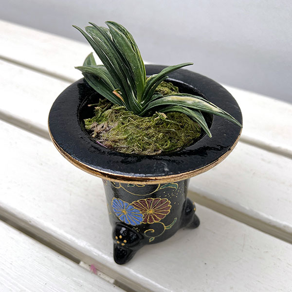 園芸ネット本店｜[ギフトに]オモト（万年青）：瑞泉（ずいせん） 3号錦