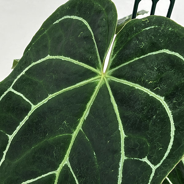 園芸ネット本店｜アンスリウム（原種）：クリスタリナムブラック