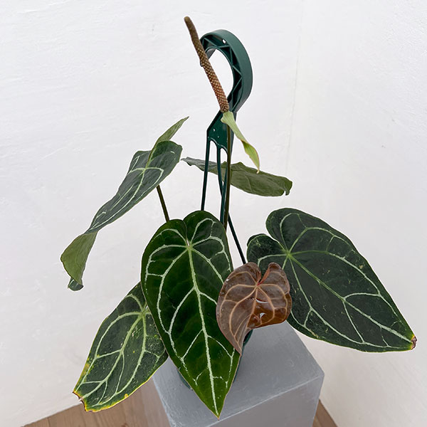 園芸ネット本店｜アンスリウム（原種）：クリスタリナムブラック