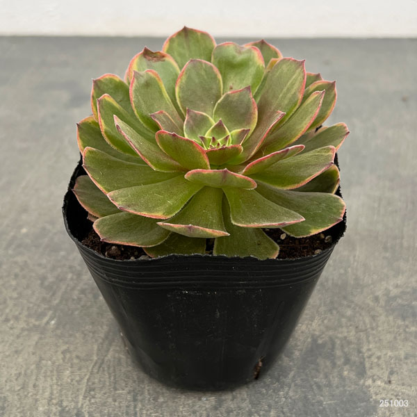 園芸ネット本店｜アエオニウム：アンナ錦 3.5号ポット の通販【公式】